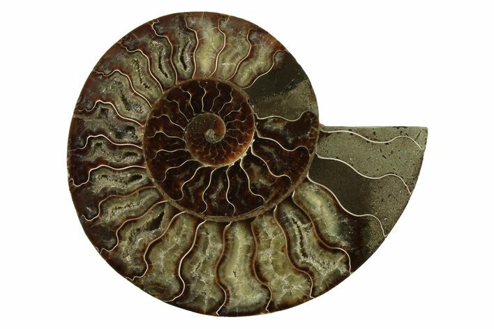 Cut & Polished Ammonite Fossil (Half) - Madagascar #341204